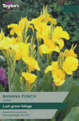 Canna Banana Punch