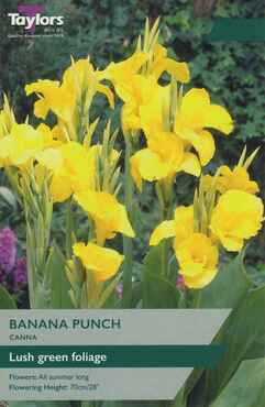 Canna Banana Punch