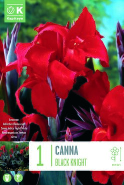 Canna Black Knight
