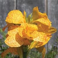 Canna Cannova Golden Leopard 2 Litre