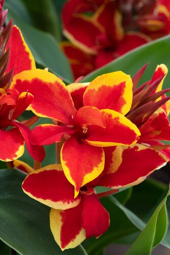 Canna Cannova Red Golden Flame 2 Litre
