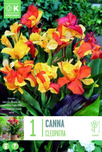 Canna Cleopatra