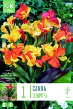 Canna Cleopatra