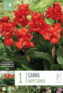 Canna Sol Carmen