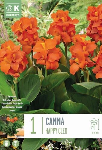 Canna Sol Cleo