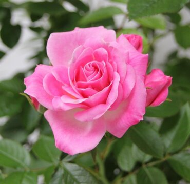 Carefree Days Patio Rose 3 Litre - image 1