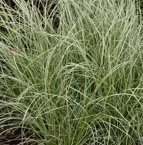 Carex Albula Amazon Mist 9cm