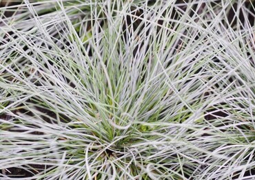 Carex China Blue 2 litre