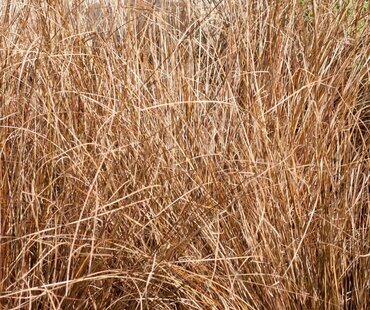 Carex Comans Bronze 9cm