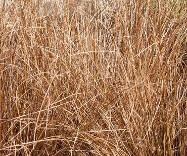 Carex Comans Bronze 9cm
