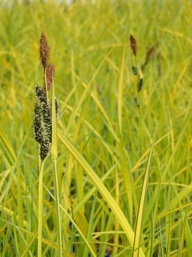 Carex Elata Aurea 2 Litre