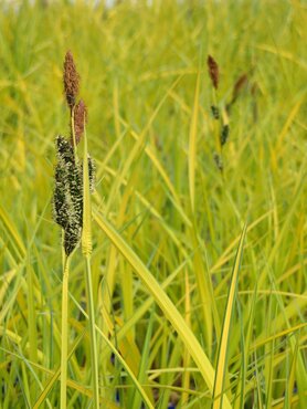 Carex Elata Aurea 2 Litre