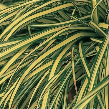 Carex Evergold 10.5cm