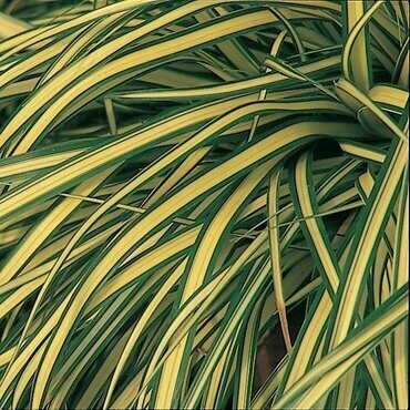 Carex Evergold 5 Litre