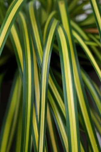 Carex Eversheen 2 Litre