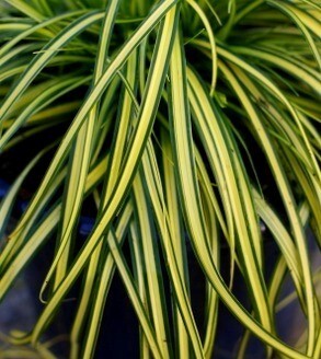 Carex Eversheen 2 Litre