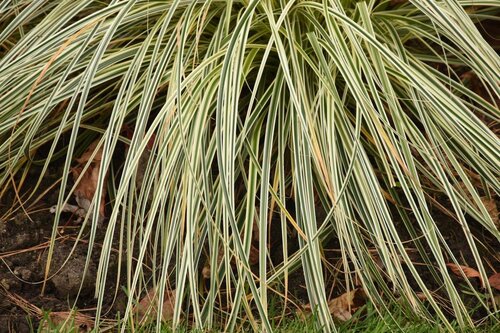 Carex Feathered Falls 2 Litre