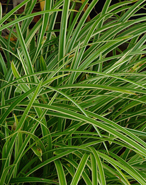 Carex Ice Dance 10.5cm