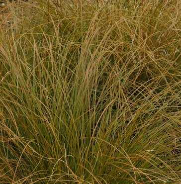 Carex Prairie Fire 2 Litre