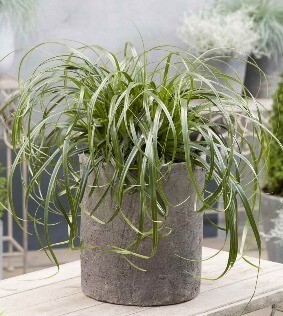 Carex Ribbon Falls 2 Litre