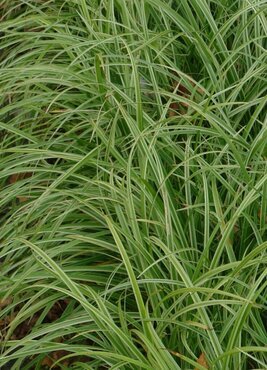 Carex Silver Sceptre 5 Litre