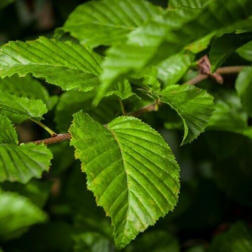 Carpinus betulus 12 Litre