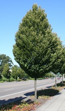 Carpinus Fastigiata 12 Litre