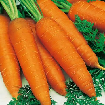 Carrot Seeds (Autumn King 2) - image 3