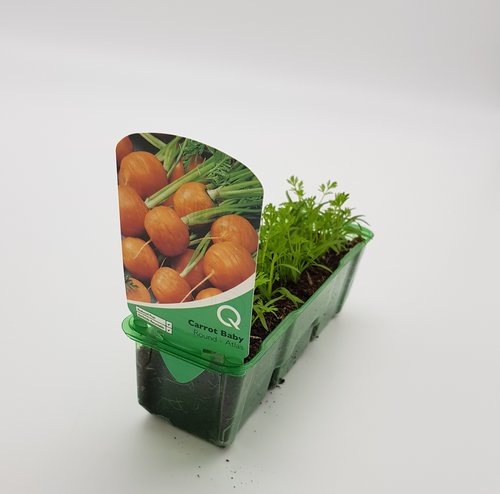 Carrot Baby Round Pack