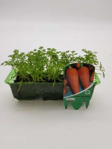 Carrot Chantenay Pack