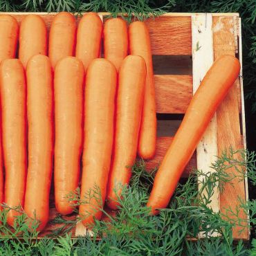 Carrot Seeds (Maestro F1) - image 2