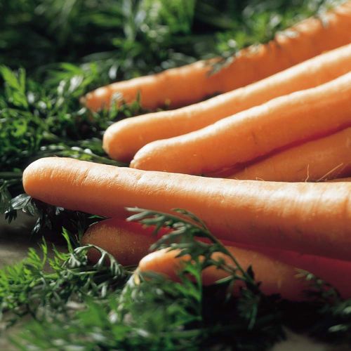 Carrot Seeds (Maestro F1) - image 3