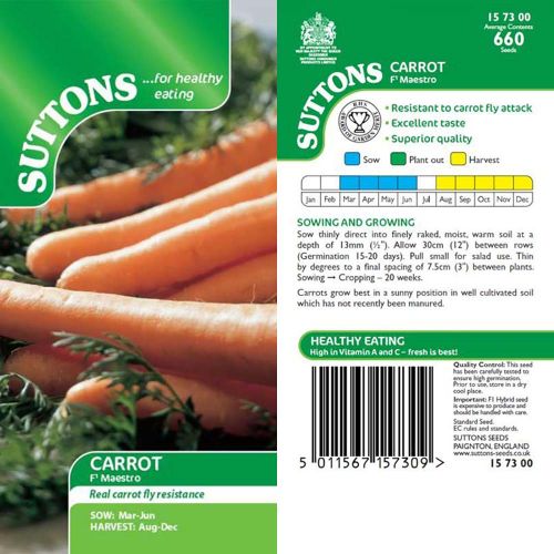 Carrot Seeds (Maestro F1) - image 4