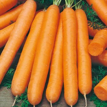 Carrot Seeds (Maestro F1) - image 1