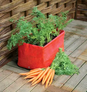 Carrot  Patio Planter x 2 - image 2