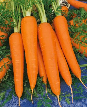 Carrots Early Nantes 6 Pack