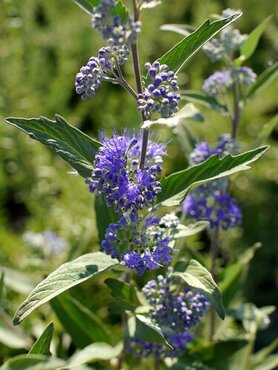 Caryopteris Clandonensis Dark Knight 3 litre - image 2