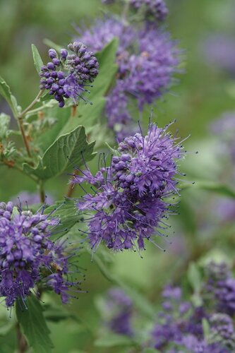 Caryopteris Clandonensis Heavenly Blue 3 litre - image 1