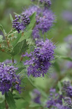 Caryopteris Clandonensis Heavenly Blue 3 litre - image 2