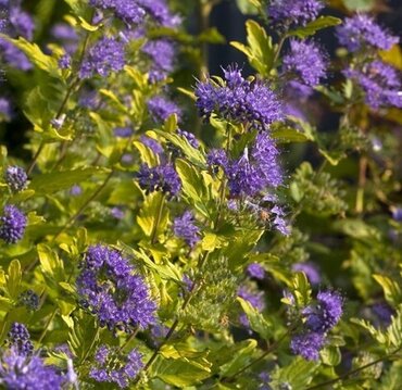 Caryopteris Gold Star 3 Litre - image 1