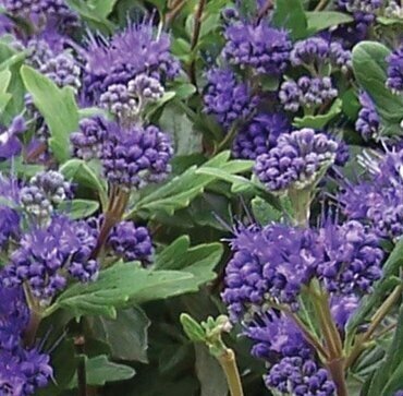 Caryopteris Grand Bleu 2.3 Litre - image 2