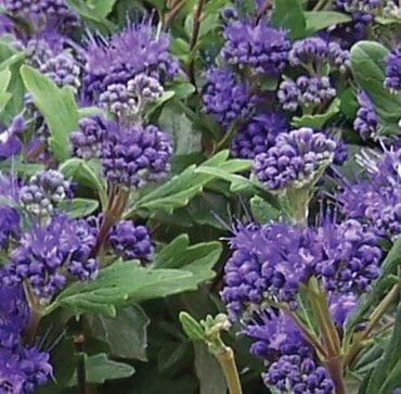 Caryopteris Grand Bleu 3 Litre - image 2