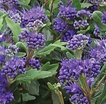 Caryopteris 'Grand Blue' 3 Litre - image 1