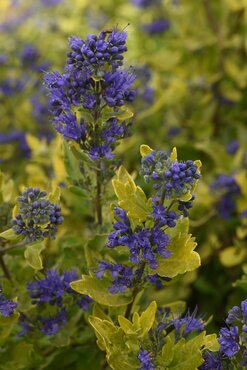 Caryopteris Hint Of Gold 3 Litre