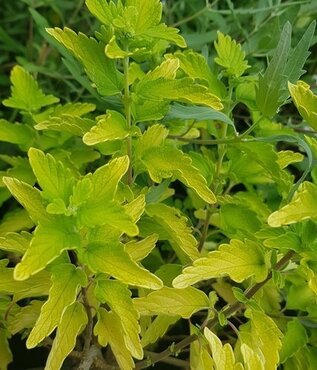 Caryopteris Hint Of Gold 3 Litre - image 2