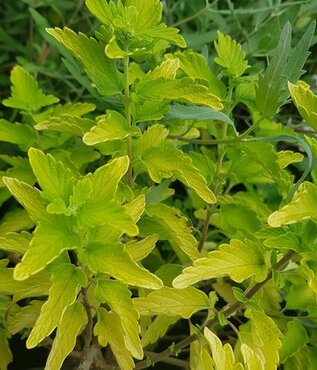 Caryopteris Hints Of Gold 7.5 Litre