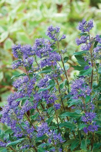 Caryopteris 'Kew Blue' 3 Litre - image 1