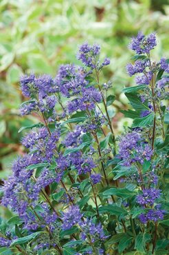 Caryopteris 'Kew Blue' 3 Litre - image 3