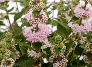 Caryopteris Pink Perfection 3 Litre - image 3