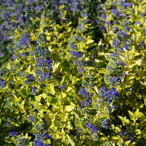 Caryopteris Sapphire Dream 3 Litre - image 1